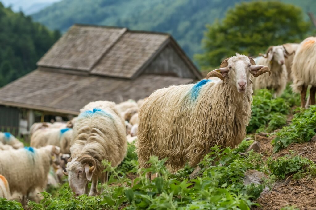 French mountain sheep